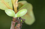 Smallflower pawpaw